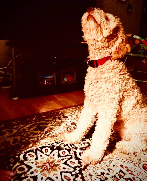 istock Golden Doodle Puppy Howling to Be Heard 1433698843