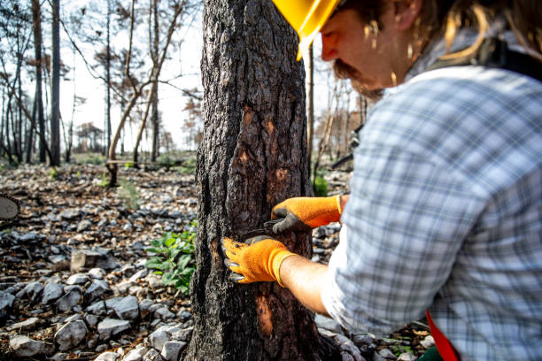 istock Lumberjack checking the burned dead bark to evaluate the wildfire and environmental damage 1433701475