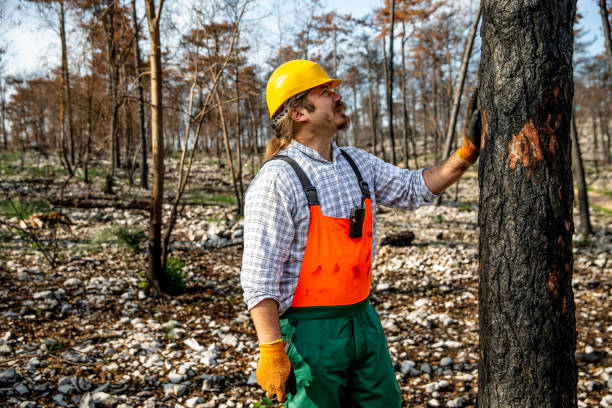 istock Lumberjack checking the burned dead bark to evaluate the wildfire and environmental damage 1433701486