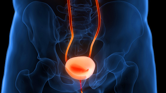 3D Illustration Concept of Human Urinary System Bladder Anatomy