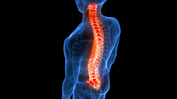 istock Spinal Cord Vertebral Column of Human Skeleton System Anatomy 1433707598