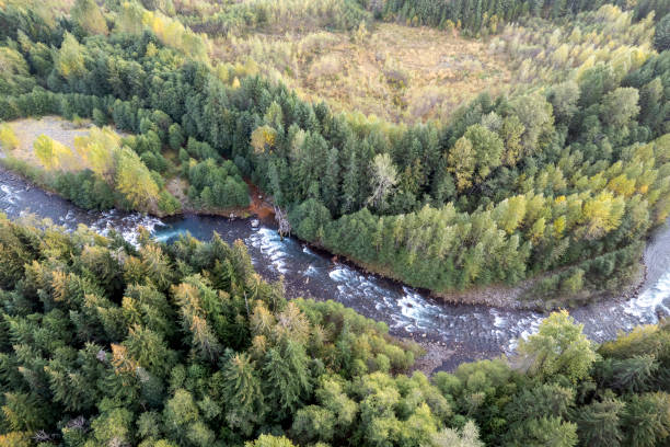istock Aerial view of a healthy forest 1433709731