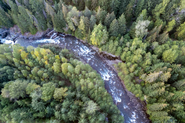 istock Aerial view of a healthy forest 1433709743