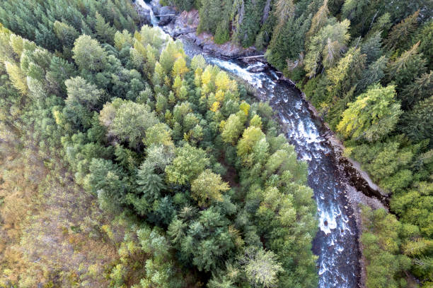 istock Aerial view of a healthy forest 1433709744