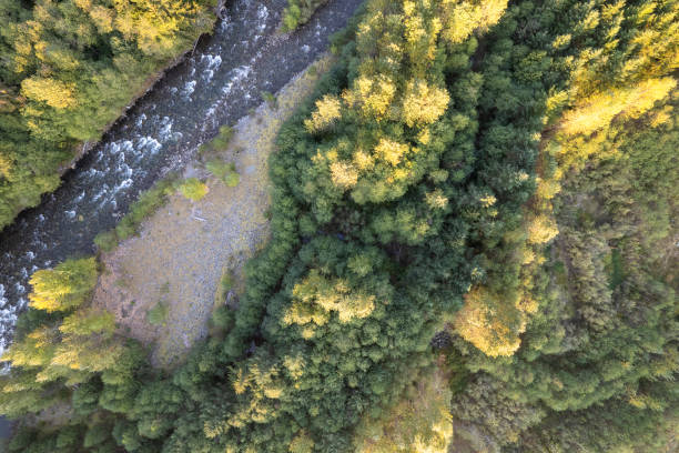 istock Aerial view of a healthy forest 1433710300