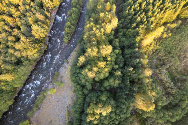 istock Aerial view of a healthy forest 1433710309