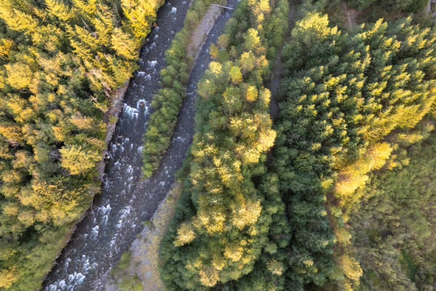 istock Aerial view of a healthy forest 1433710342