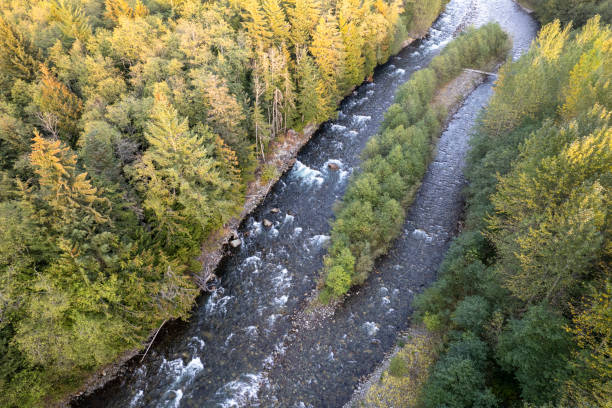 istock Aerial view of a healthy forest 1433710485