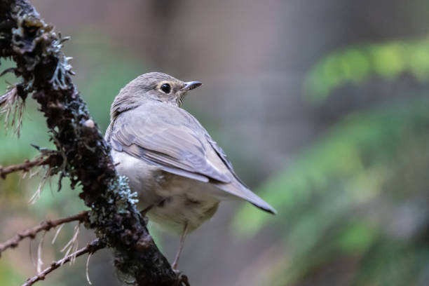 istock Swainson's Thrush Looking Rearward in a Conifer Forest 1433710764