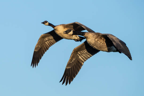 istock Canada Geese in Flight on Deer Lagoon on Whidbey Island Washington 1433710785