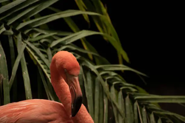 A head of a flamingo sitting against a greenery background