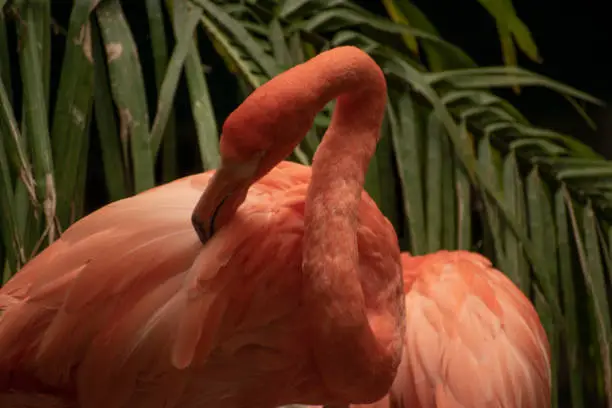 A Flamingo itching its back
