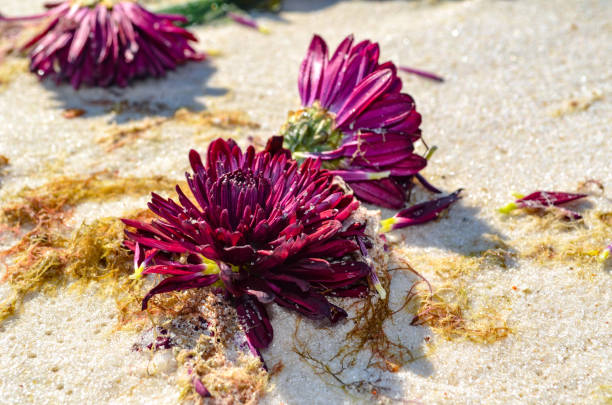 Con Algas Marinas O Un Diseño De Flores En La Arena - Banco de fotos e imágenes de stock - iStock Con Algas Marinas O Un Diseño De Flores En La Arena - Banco de fotos e imágenes de stock - iStock