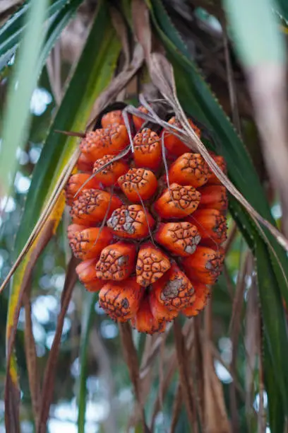 Photo of Screw Pine, Pandanus tectorius, Pandanus odoratissimus, pandan pantai, tree with fruits in tropical forest that grows around the beach