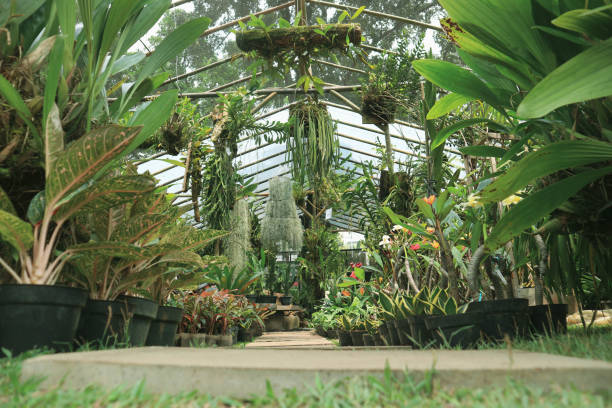istock A pathway or walkway in a very lush garden with various plants. 1433719113