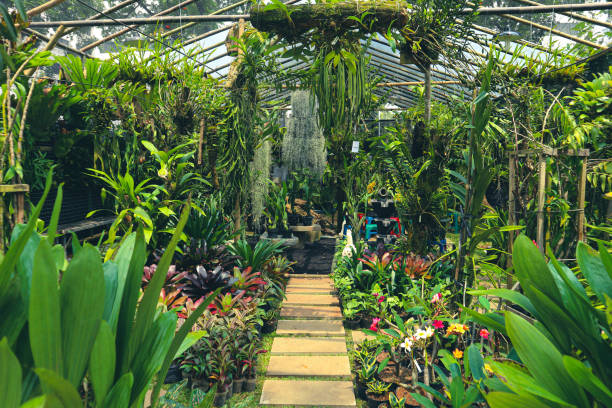 istock A pathway or walkway in a very lush garden with various plants. 1433719648