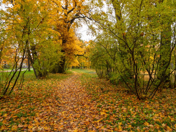 istock Alexander Park (Tsarskoye Selo). Autumn maples in the park. Maple leaves. 1433720151