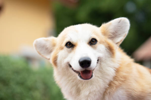 istock Corgi dog sitting on the table in summer sunny day 1433720318