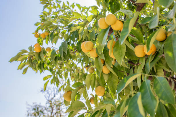 istock Close up of Lemons and lemon tree. 1433721352