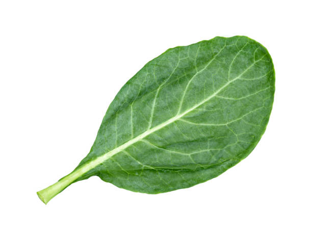 istock leaves of collards on background,Chinese kale 1433724518