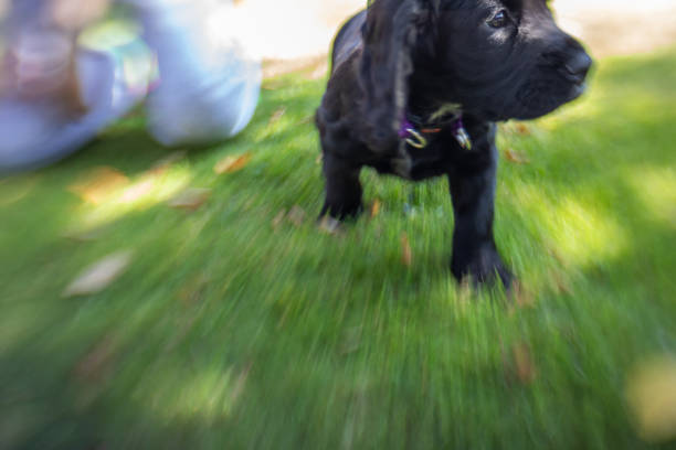 Portrait of a young dark-coated puppy seated against a pink wall, eyes lowered in a calm pose. The image highlights puppy features, soft fur texture and a quiet domestic setting for pet content.