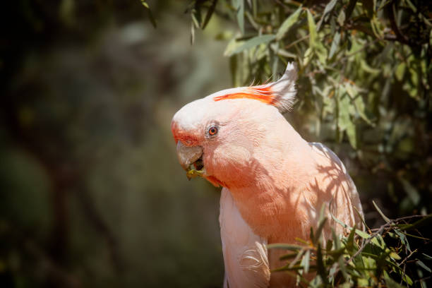 istock Major Mitchell's cockatoo (Lophochroa leadbeateri) 1433725579