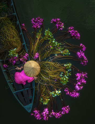 Lilies harvest in Mekong Delta, Vietnam