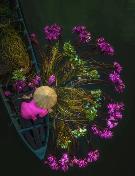 Lilies harvest in Mekong Delta, Vietnam