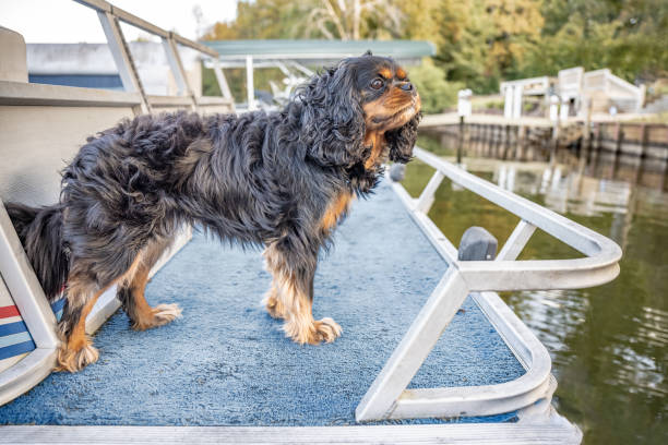 istock Cavalier King Charles Spaniel dog rides a pontoon boat 1433729109