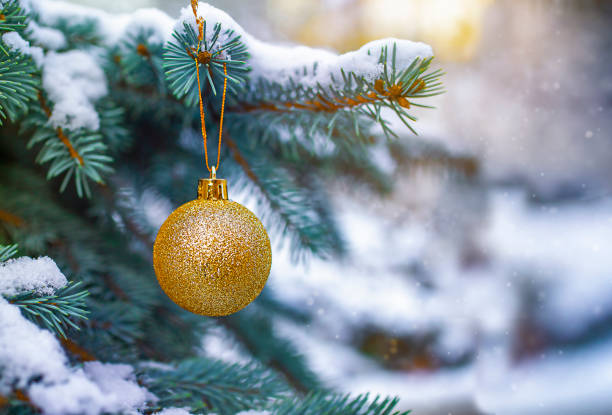 istock Golden shere on the spruse tree brunch. 1433729371