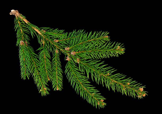 istock Fir or pine branch isolated on black. 1433729950