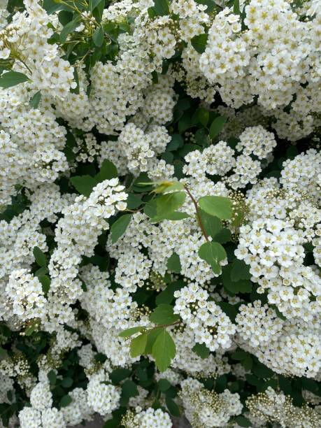 istock Flower bush close up 1433730359