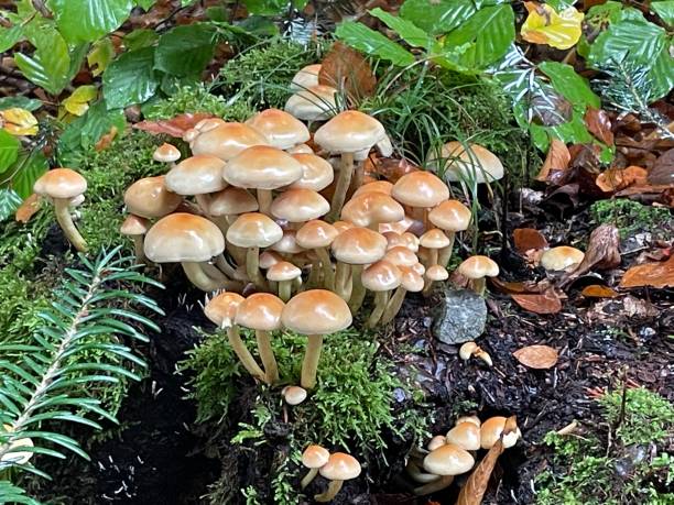 eine gruppe pilze im feuchten wald - edible mushroom mushroom fungus colony stock-fotos und bilder