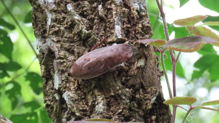 Dried Leaf Cockroach