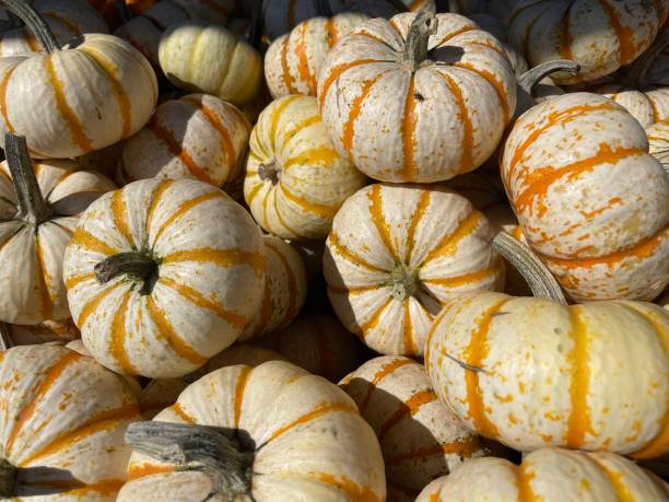 istock Pumpkins on the farm 1433735260