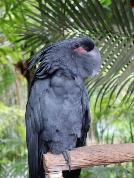 istock Great black cockatoo from Papua 1433737714