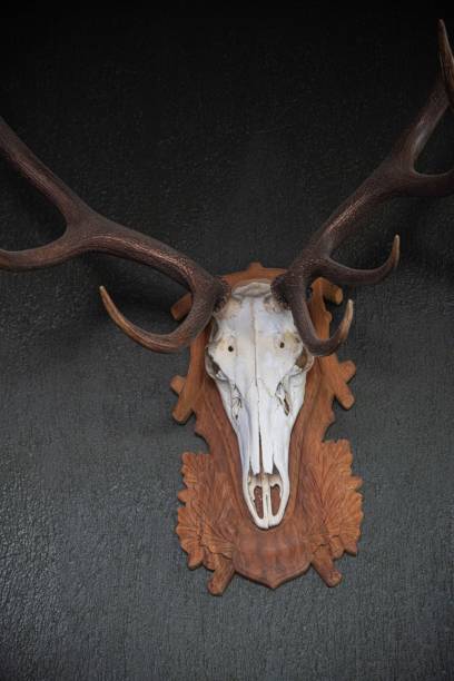 istock antler and deer skull 1433737840