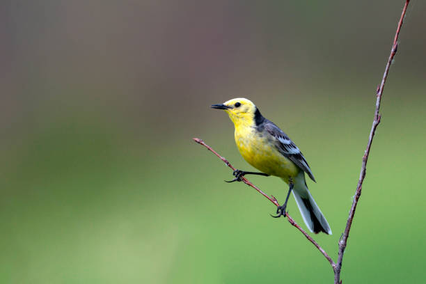 istock A citrine wagtail with prey in its beak sits on a branch. 1433740086