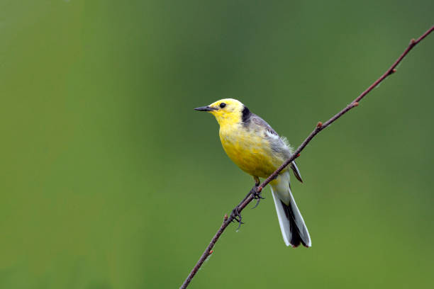 istock A citrine wagtail with prey in its beak sits on a branch. 1433740099