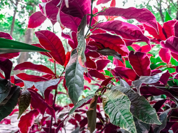 istock Blood Sambang plant (Excoecaria cochinchinensis) 1433740563