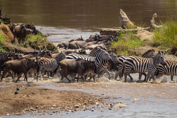 istock Blue Wildebeest crossing the Mara River during the annual migration in Kenya 1433744692