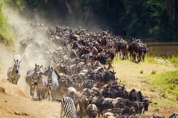 blaue gnus überqueren den mara river während der jährlichen wanderung in kenia - masai mara stock-fotos und bilder