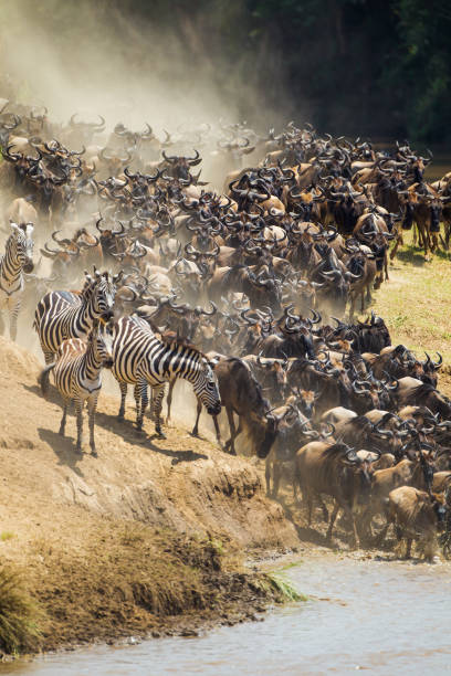 istock Blue Wildebeest crossing the Mara River during the annual migration in Kenya 1433744718