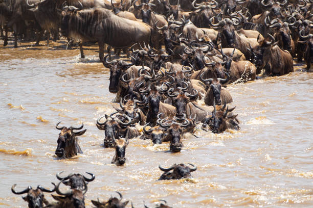 istock Blue Wildebeest crossing the Mara River during the annual migration in Kenya 1433744736