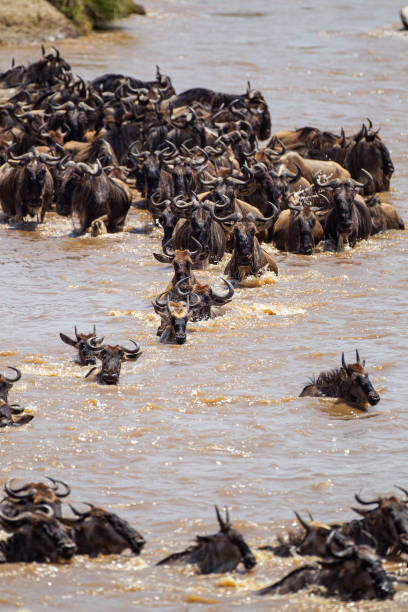 istock Blue Wildebeest crossing the Mara River during the annual migration in Kenya 1433744739