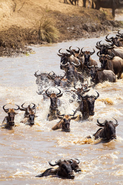 istock Blue Wildebeest crossing the Mara River during the annual migration in Kenya 1433744752