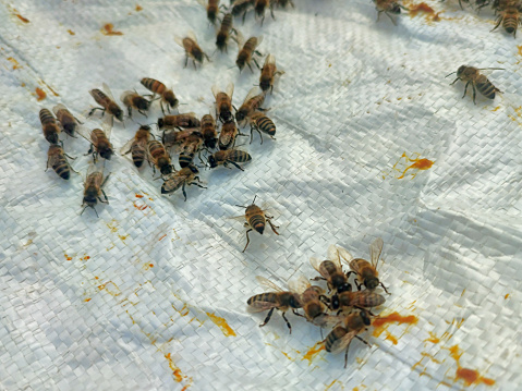 a group of bees