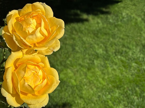 Two yellow roses flowers on grass.