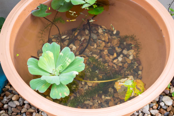 istock guppy fish in the small lotus pond 1433751972