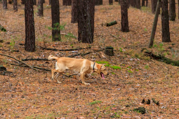 istock Labrador retriever walking in the pine forest at autumn 1433752974